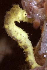 Birmanie - Mergui - 2018 - DSC02967 - Tigertail seahorse - Hippocampe a queuu tigree - Hippocampus comes